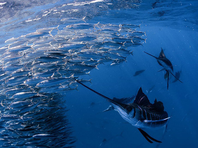 Лучшие фотографии июня 2012 от National Geographic