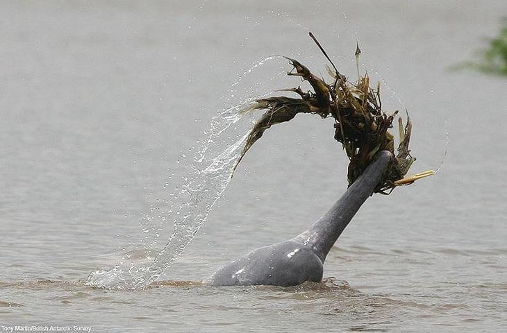 dolphins17