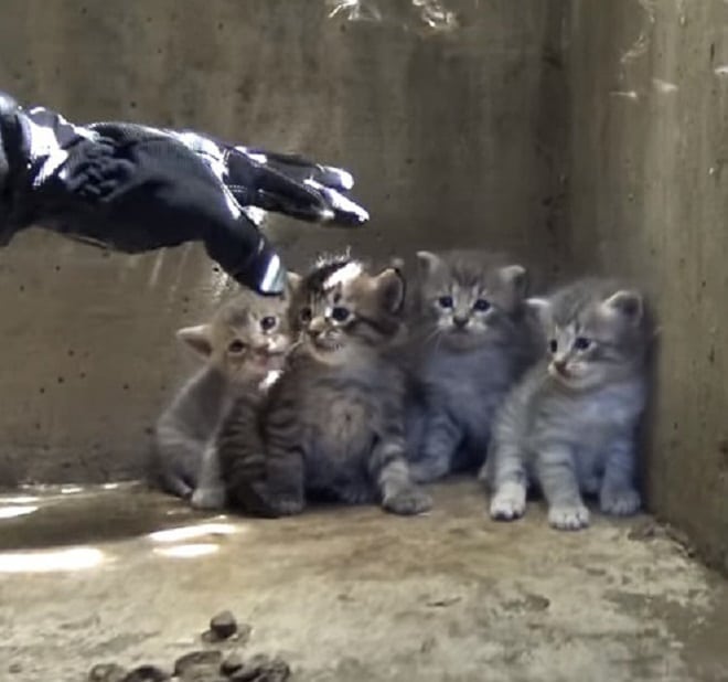 Рука тянется к котятам Котята в углу