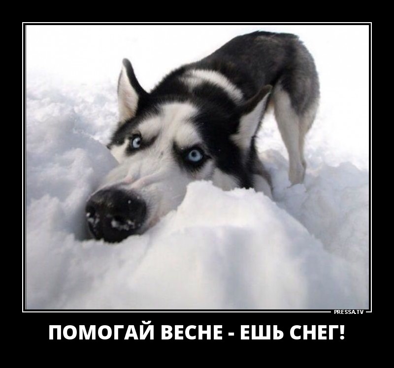 ДЕМОТИВАТОРЫ + ДЕМОТИВАТОРЫ +
