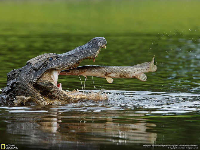 Лучшие фотографии июня 2012 от National Geographic