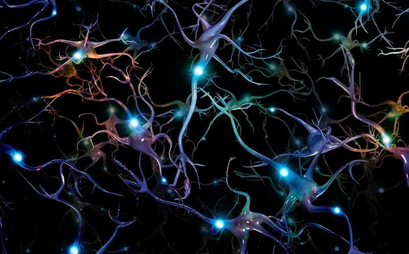 Нейроны мозга помогают стабилизировать уровень сахара в крови ночью