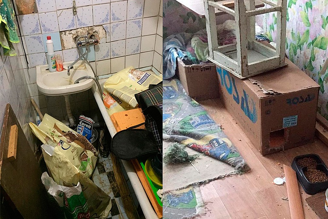 Пушистый бунт: Запертые в квартире коты затопили несколько этажей в доме в Петербурге