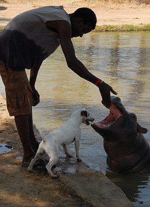 животные, дружба