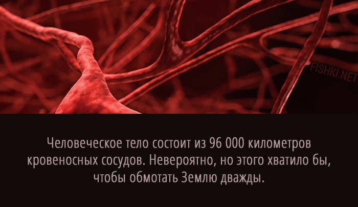 20 суперспособностей, которые есть у каждого 20 суперспособностей, которые есть у каждого анатомия, факты, человек