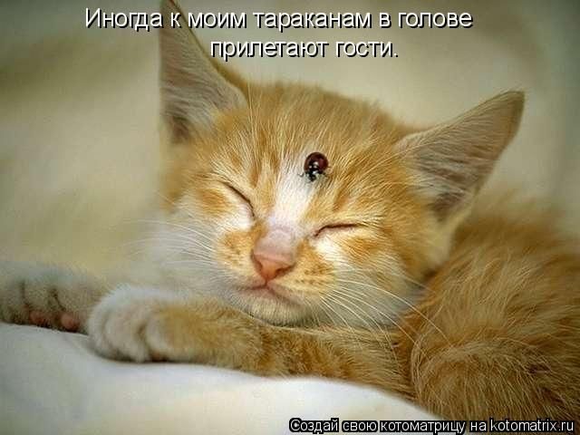 Смешные котоматрицы)) Смешные котоматрицы))