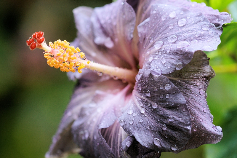 Гибискус /Hibiscus Original