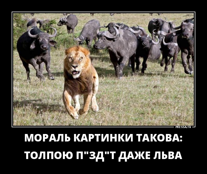 ДЕМОТИВАТОРЫ+ ДЕМОТИВАТОРЫ+