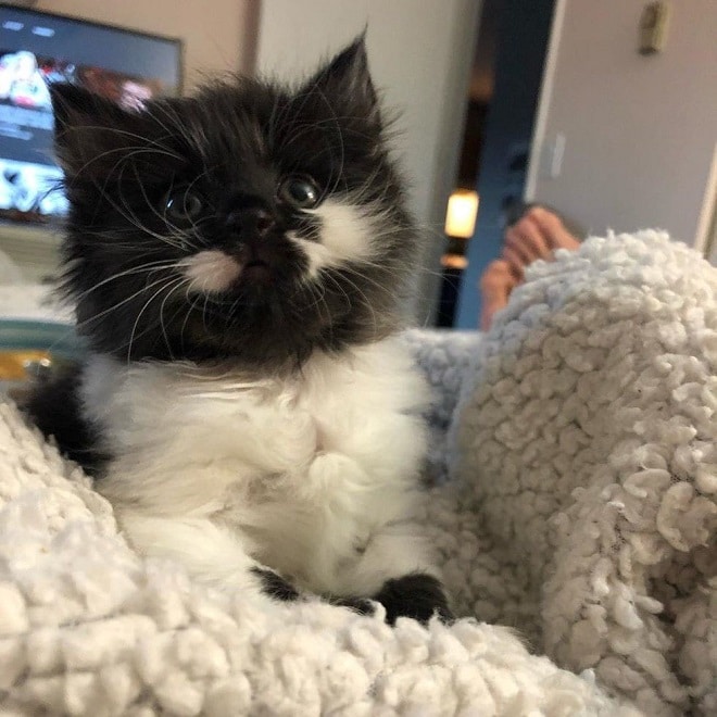 Котенок на кровати «Не забудьте обнять меня!»: котенок все время стремится в теплые объятия хозяев