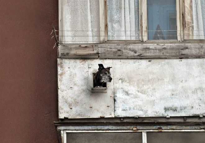Окно для собаки. Окно для собаки