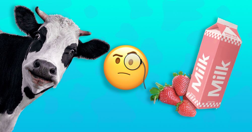 Будет ли молоко клубничным, если кормить корову клубникой?