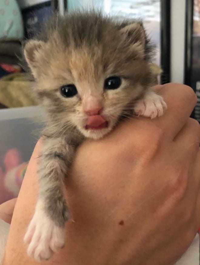 Котенок облизывается Котенок с языком