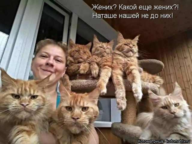 Самые смешные котоматрицы для хорошего настроения) Самые смешные котоматрицы для хорошего настроения)