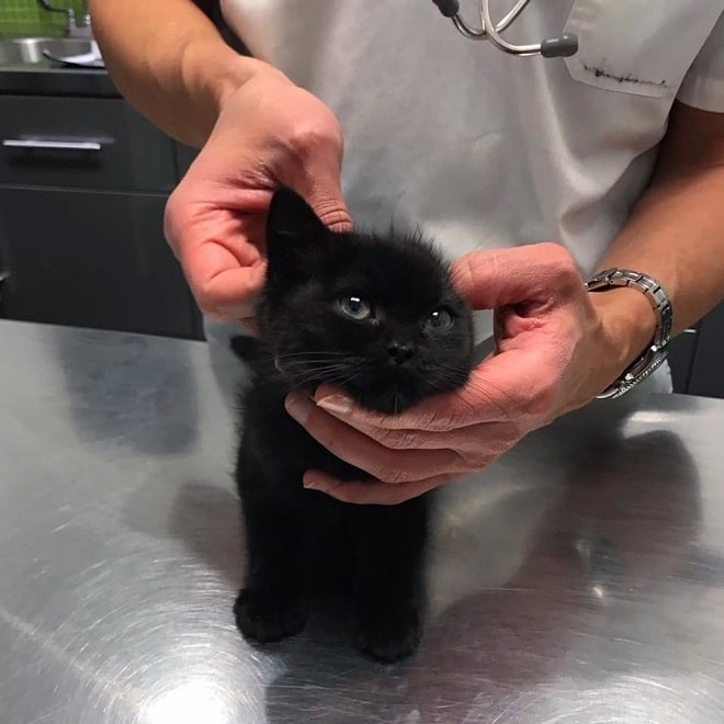 Котенок на осмотре Котенок на столе