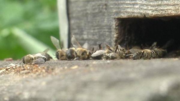 Пчелиный геноцид в Зарайске. Пасечники ищут виновных