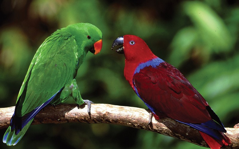 Amazonas28 Amazonas28 Большое фотопутешествие по лесам Амазонки