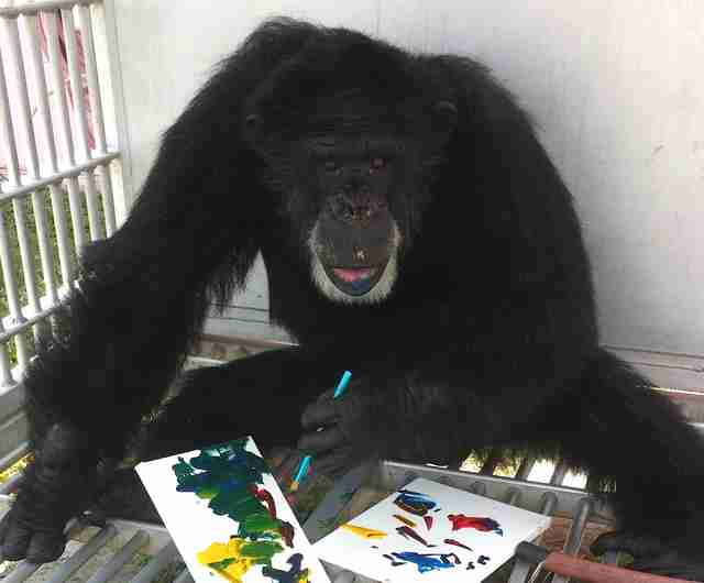 chimp rescue sanctuary