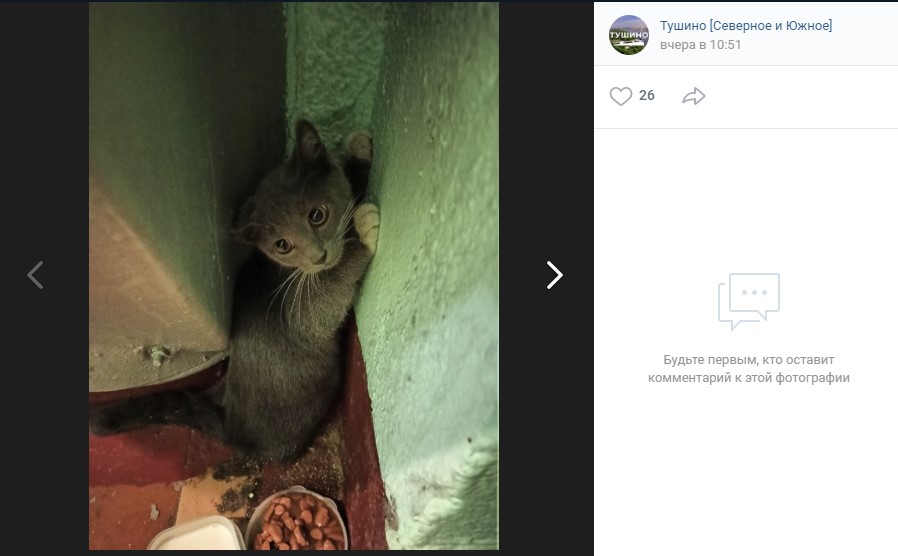 Фото дня: котёнок с улицы Фабрициуса