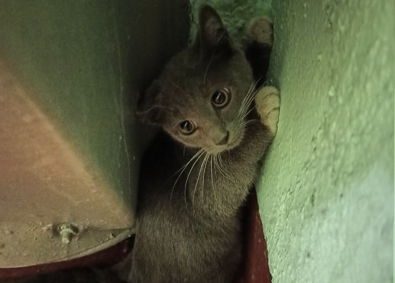 Фото дня: котёнок с улицы Фабрициуса