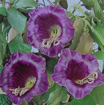 ����� ��� ���� � ����� �������� ������������� ������