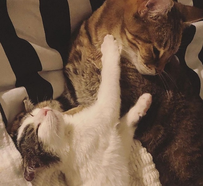 Кот и котенок Игривые котики