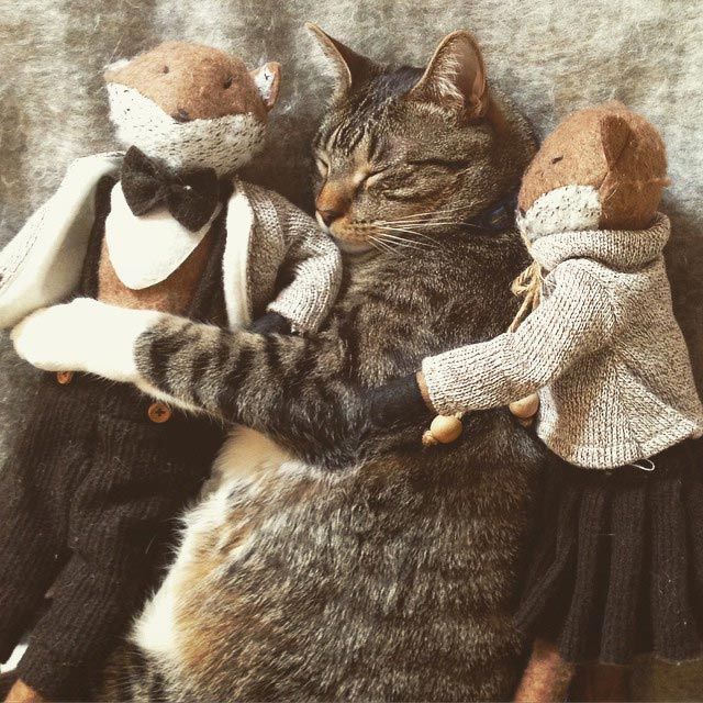 25 кошек, которые спят где угодно, кроме ваших коленей кошки спят, кошки спят в необычных местах