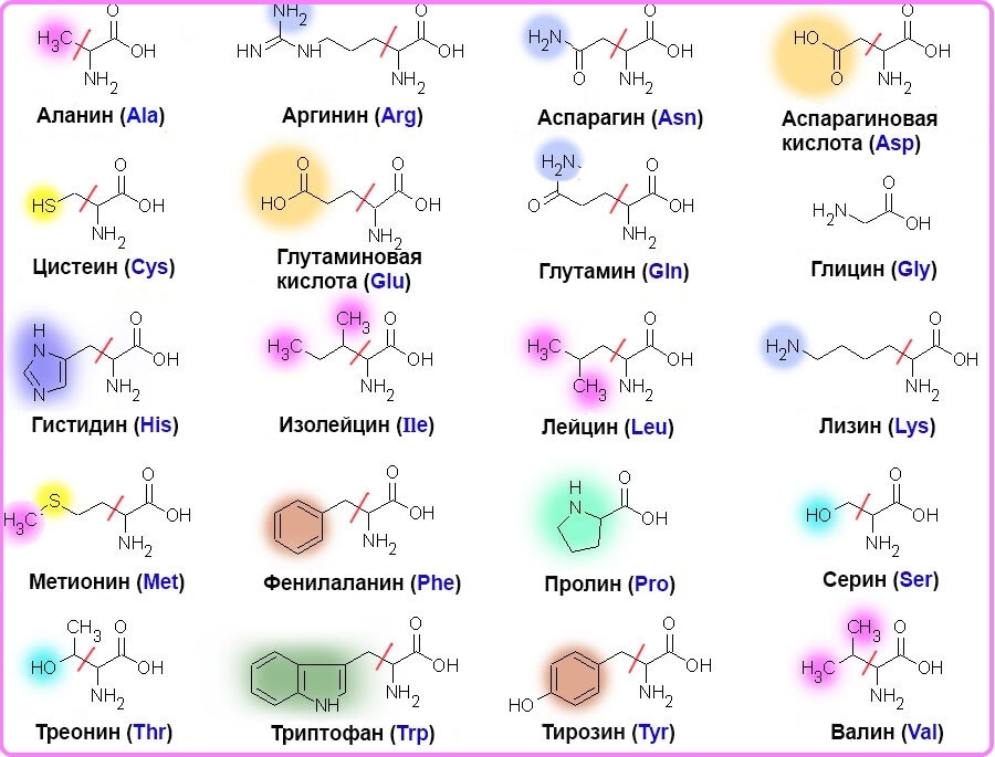 Аминокислоты