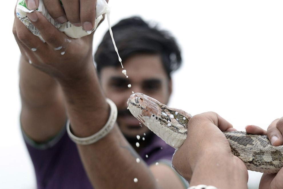 Змеиный фестиваль Nag Panchami —  традиционное поклонение змеям в Индии