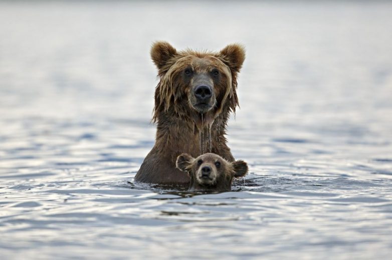 Лучшие снимки National Geographic за год