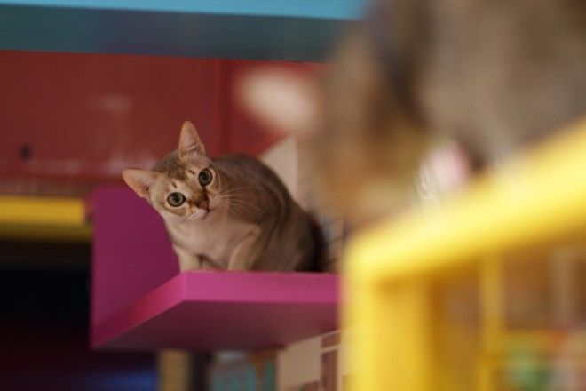 КОТЭ-ФАКТЫ. О ТОМ, ЧЕГО ВЫ НЕ ЗНАЛИ ОБ УСАТЫХ ЛЮБИМЦАХ! КОТЭ-ФАКТЫ. О ТОМ, ЧЕГО ВЫ НЕ ЗНАЛИ ОБ УСАТЫХ ЛЮБИМЦАХ!