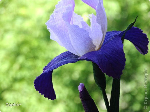 Поделка изделие Бумагопластика Квиллинг ИРИС Бумага гофрированная фото 5