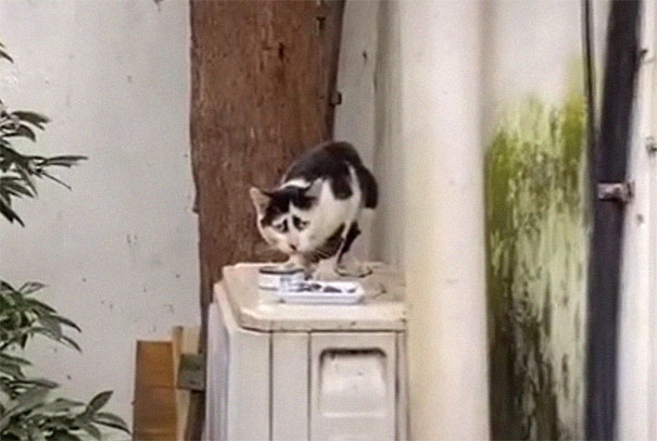 4 фото самого грустного кота на свете, из которого надо сделать мем