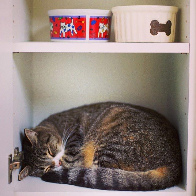 25 кошек, которые спят где угодно, кроме ваших коленей кошки спят, кошки спят в необычных местах