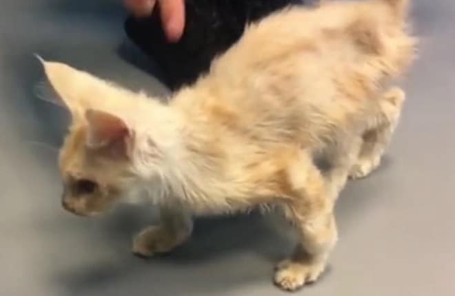 Котенок идет Истощенный котенок