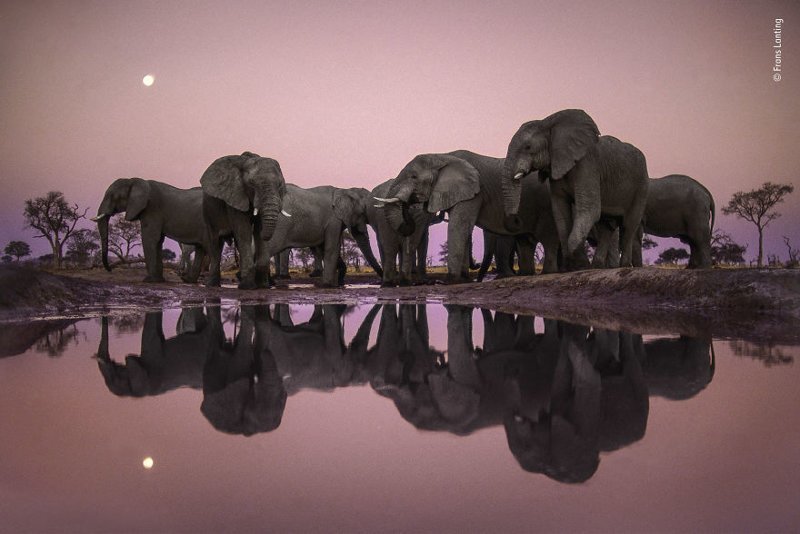 "Слоны в сумерках" - Франц Лантинг, Нидерланды, победитель в категории "Достижения всей жизни" Wildlife Photographer of the Year, дикая природа, животные, красота, снимки-победители, фото, фотография, фотоконкурс