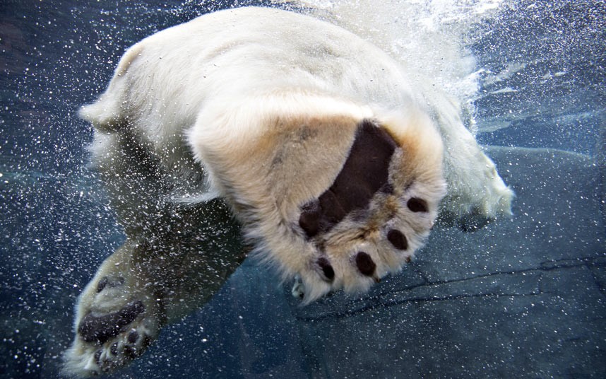 белый медведь под водой фото