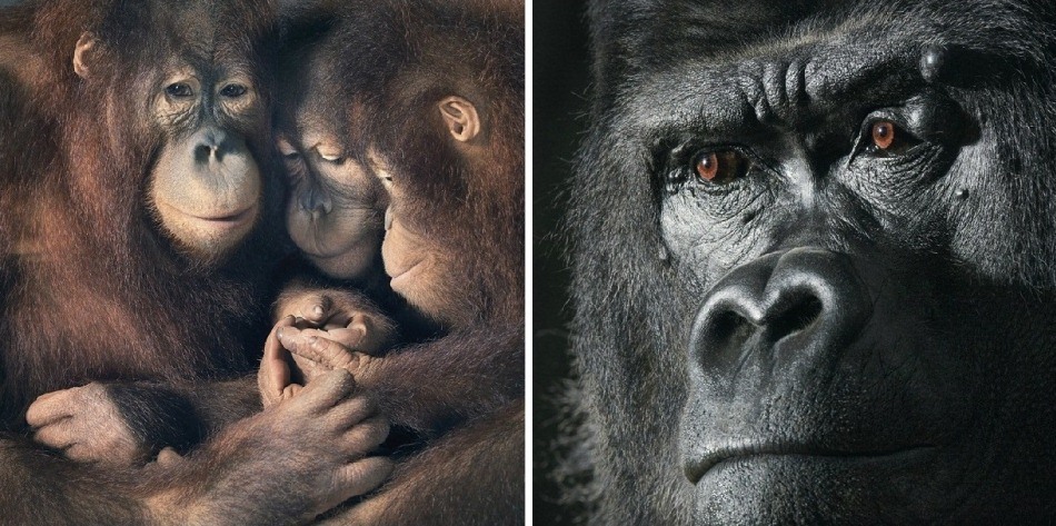 7. Фото из серии «Больше чем человек» (Tim Flach)