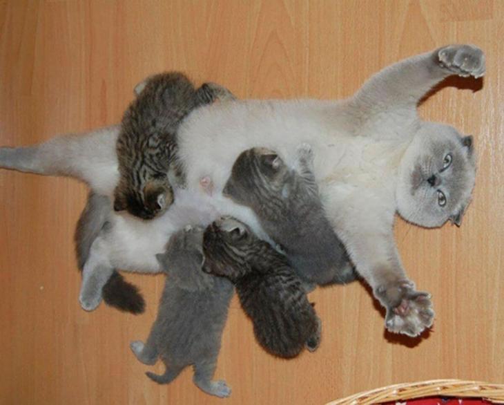 20 смешных животных, наглядно демонстрирующих, что значит быть мамой животные показывающие что значит быть мамой, животные мамы