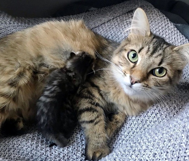 Котенок и кошка Кошка с котенком
