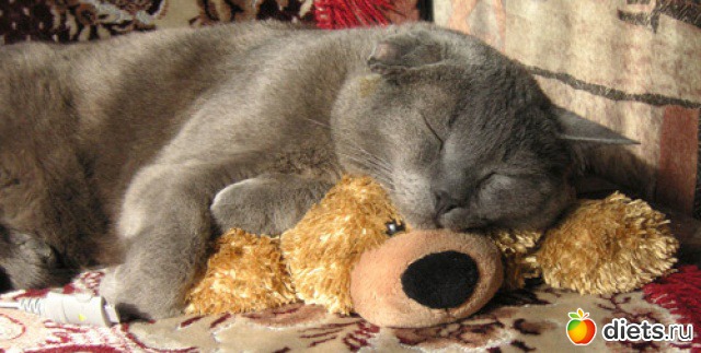 Сонник маленькие Котята