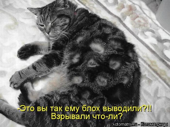 Лучшие котоматрицы недели (50 фото)