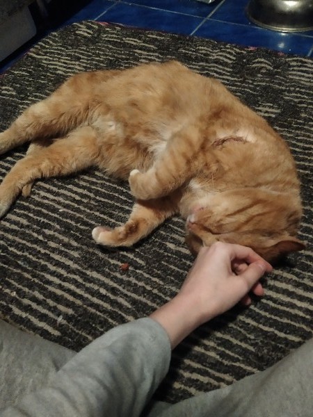 кота приютили кота гладят