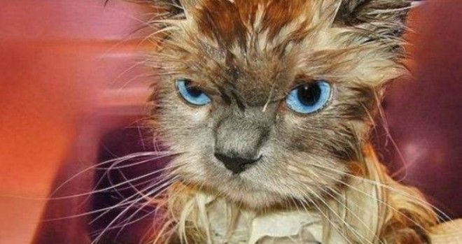 Животные, для которых купание страшнее всего на свете) Животные, для которых купание страшнее всего на свете)