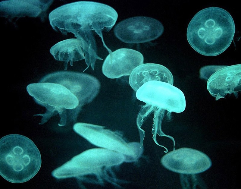 cola03 10 неожиданных способов применения колы