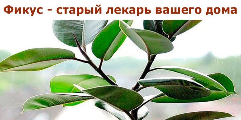 Фикус — старый лекарь вашего дома Фикус — старый лекарь вашего дома