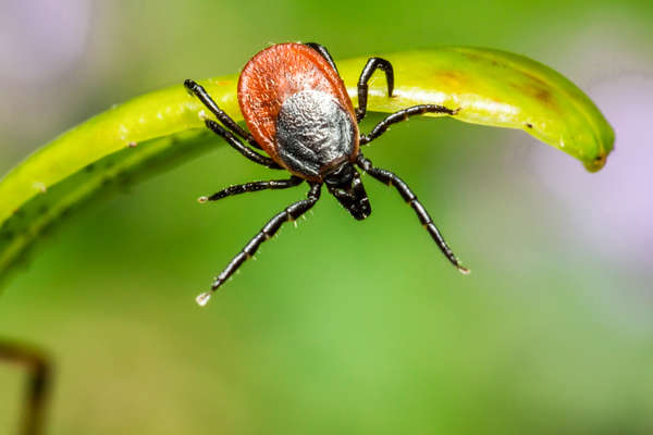 Россиянам назвали способы защититься от клещей