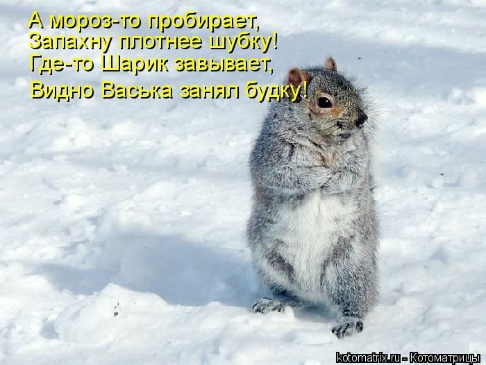 Лучшие котоматрицы недели
