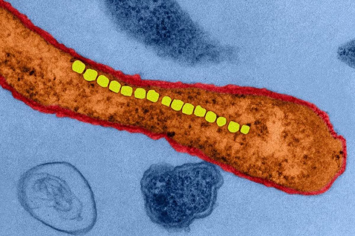 Российские ученые представили инновационную мРНК-вакцину для лечения меланомы