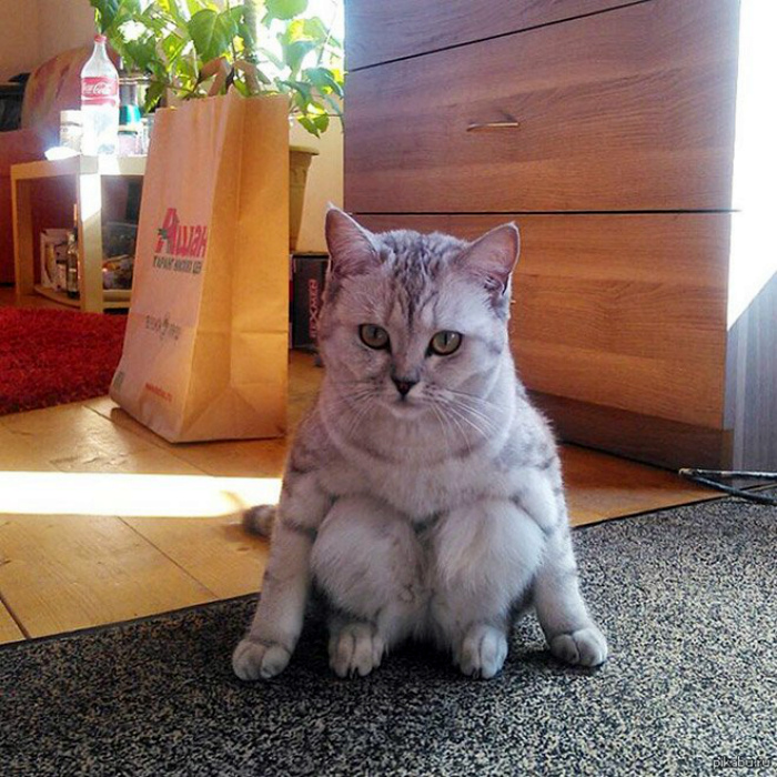 Кошка ведет себя очень странно! Кошка ведет себя очень странно!