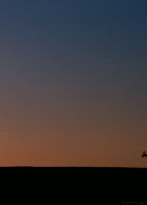 Анимированные снимки (гифки) диких животных от Михалыча! Просто прелесть!